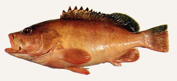 Image of Brownback cod