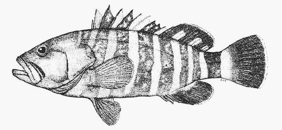 Image of Convict grouper