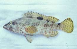 Слика од Epinephelus spilotoceps Schultz 1953