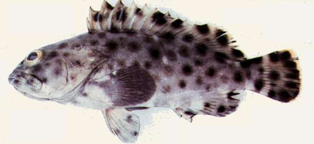 Plancia ëd Epinephelus tauvina (Forsskål 1775)