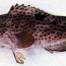 Image of Black-saddled grouper