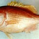 Image of Mihara sea bass