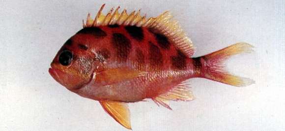 Image of Odontanthias