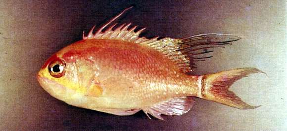 Image of Odontanthias rhodopeplus (Günther 1872)