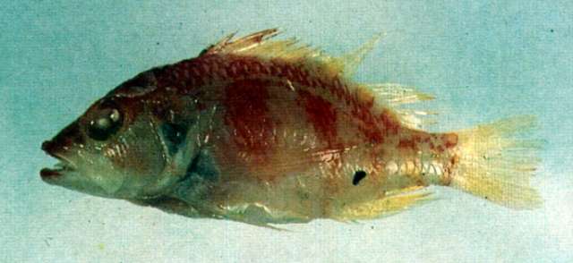 Image of Plectranthias helenae Randall 1980