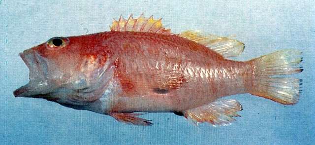 Image of Barred red bass