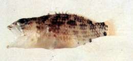 Image of Plectranthias