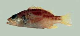 Image of Plectranthias whiteheadi Randall 1980