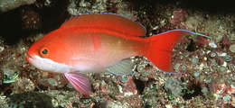 Image of Red-bar anthias