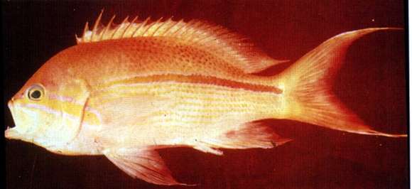 Image of One-stripe anthias