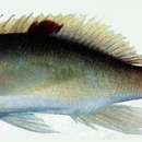 Image of Stocky anthias