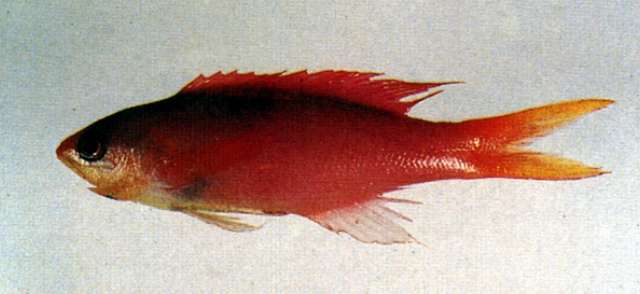 Image of Amethyst anthias