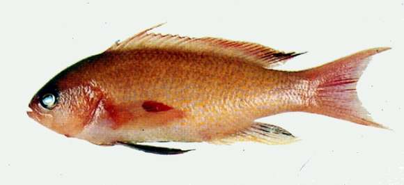 Image of Pseudanthias