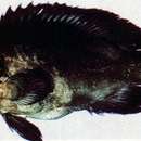 Image of Blackfin Grouper