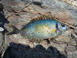 Image of Forktail rabbitfish