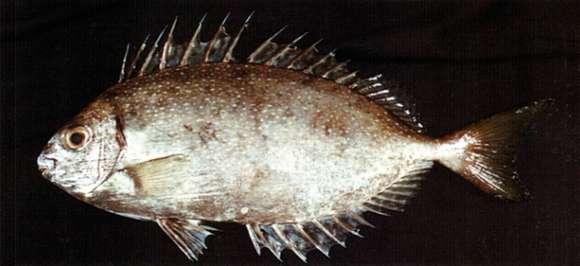 Image of Dusky rabbitfish