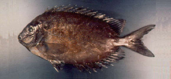 Image of Fine-spotted rabbitfish