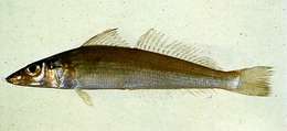 Image of Oriental trumpeter whiting