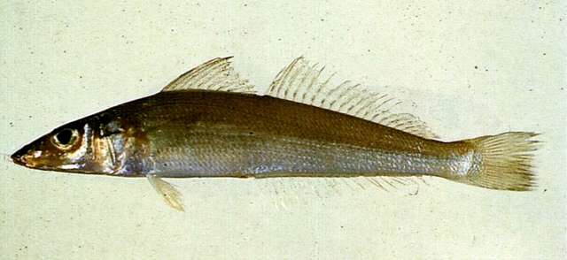 Image of Oriental trumpeter whiting