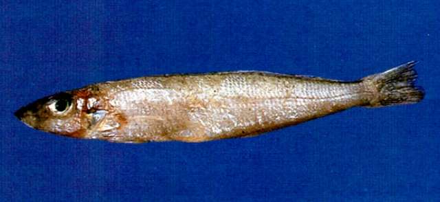 Image of Asian whiting