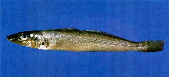 Image of Sillaginopodys