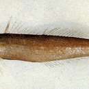 Image of Bay whiting