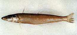 Image of Bay whiting