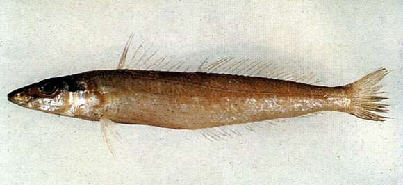 Image of Bay whiting