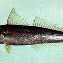 Image of Japanese Sillago