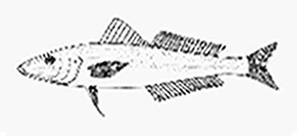 Image of Small-eyed whiting