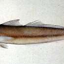 Image of Small-scale whiting