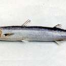 Image of sharpfin barracuda