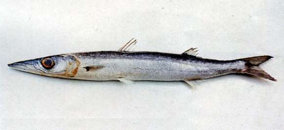 Image of Cheekflap barracuda