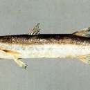 Image of Bigeye barracuda