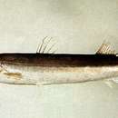 Image of Japanese barracuda