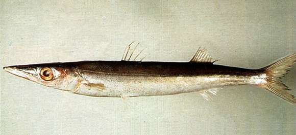Image of Japanese barracuda