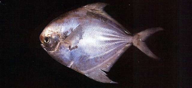 Image of butterfishes