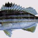 İspinoz balığı resmi