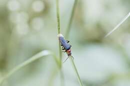 Image of Cantharis