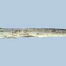 Image of Channel Scabbardfish