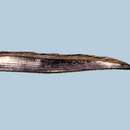 Image of Atlantic cutlassfish