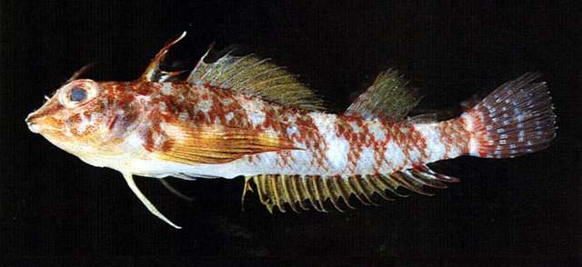 Enneapterygius etheostomus (Jordan & Snyder 1902) resmi