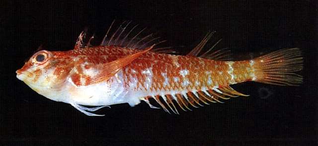 Image of Redtail triplefin