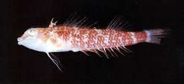 Image of Redtail triplefin