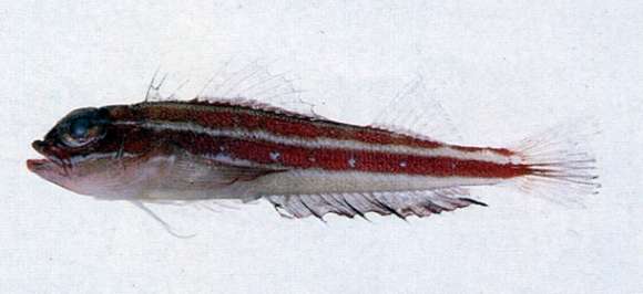 Image of Helcogramma