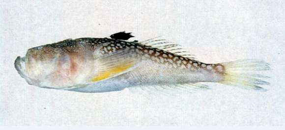 Image of Uranoscopus