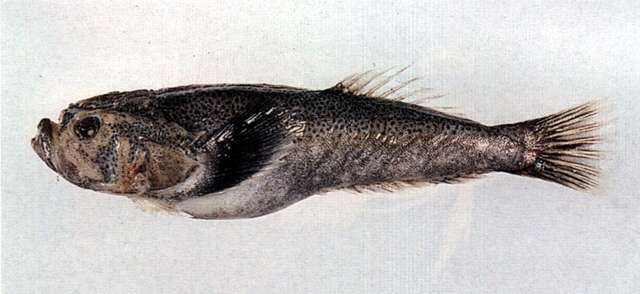 Image of Xenocephalus