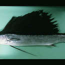 Image of Bayonet fish