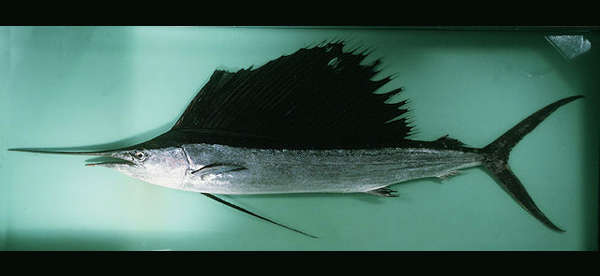 Indo-Pacific sailfish - Encyclopedia of Life