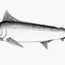 Image of Black Marlin